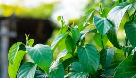 Gymnema: cos’è e benefici per la glicemia