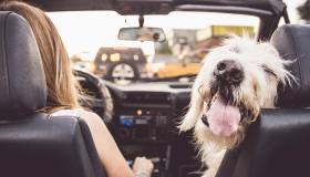 Cosa portare quando si parte con il cane