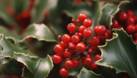 Berberina: il composto naturale che agisce sul metabolismo lipidico