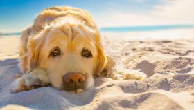 Come proteggere il cane nel modo giusto quando fa molto caldo
