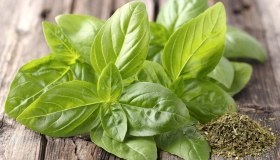 Il basilico del futuro: gustoso, genuino, ricco di proprietà benefiche