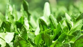 Acetosa, l’erba ricca di vitamine contro la calura