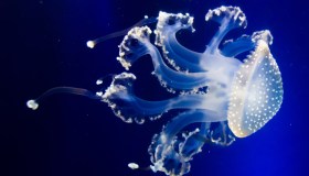 Meduse, ricci e pesci pericolosi: pronto soccorso al mare