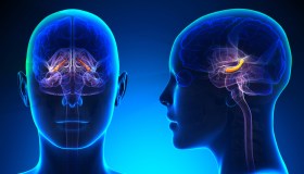 Come funziona la memoria: perché ricordiamo o dimentichiamo