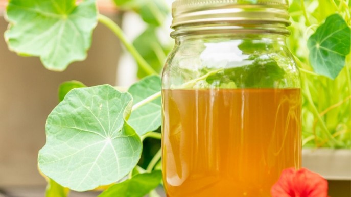 Tè Kombucha per fare il pieno di probiotici e antiossidanti