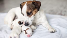 Quanto vive un cane? Le tappe fondamentali della sua crescita, dall’infanzia alla terza età