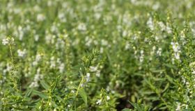 La santoreggia nella dieta per il colesterolo: benefici e consigli