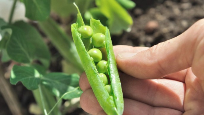 Piselli, un legume salutare e nutriente per tutte le stagioni