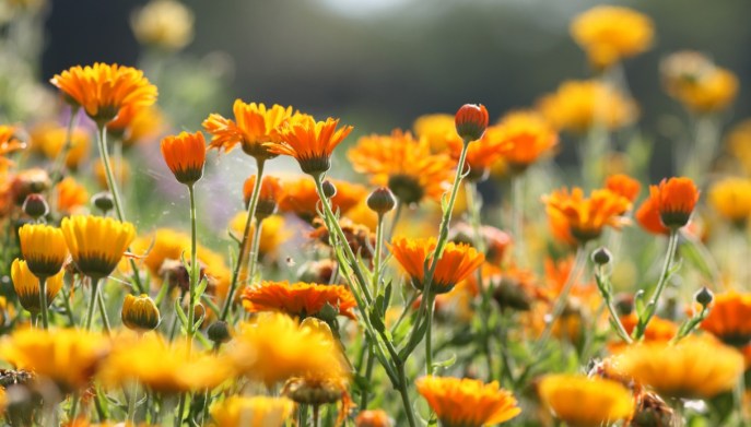 Le straordinarie proprietà della calendula