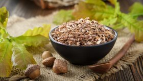 Quercia come rimedio naturale: proprietà e utilizzi