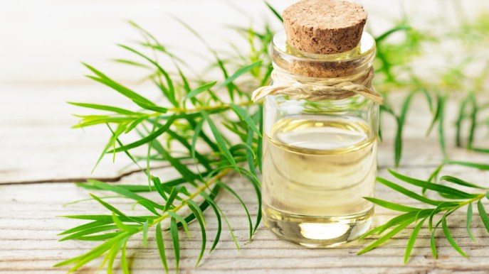 Tea tree oil: come si usa e a cosa serve