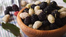 More di gelso: proprietà, benefici, periodo e controindicazioni