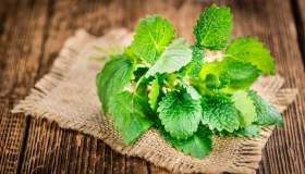 Melissa: proprietà, utilizzo e benefici