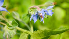 Piante spontanee invernali: proprietà per la salute e usi in cucina