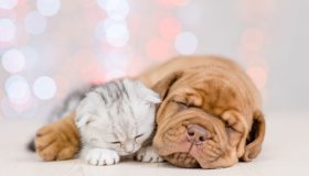 Arriva un cucciolo (cane/gatto): cosa occorre, come comportarsi, casa sicura