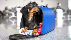 Microchip, passaporto e altri documenti per i pets