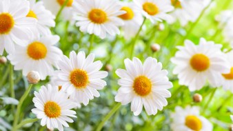 Le virtù nascoste di erbe e piante