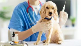 Programma vaccinale cane