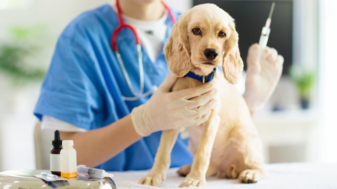 Il corretto programma vaccinale del cane
