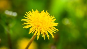 Tarassaco: proprietà, benefici e usi in cucina