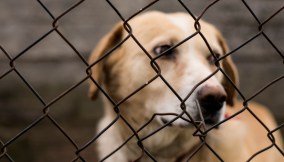 Segnalare maltrattamenti animali