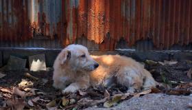 Mutilare un cane non è una ragazzata. È un disturbo della personalità