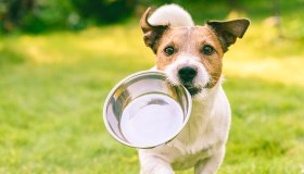 Cani e cibo: la gestione delle risorse
