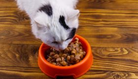 La pappa: umido, crocchette, casalinga, Barf