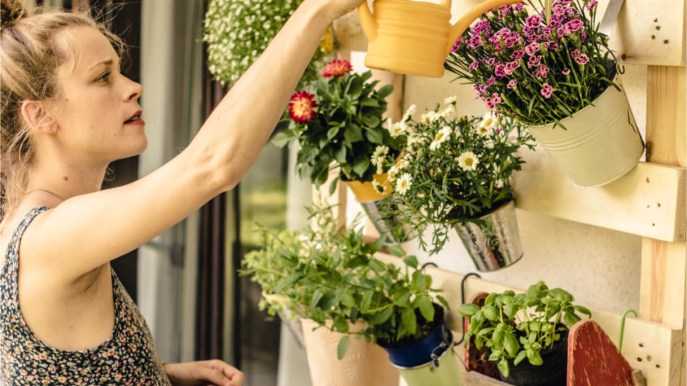 Come coltivare le piante aromatiche in vaso