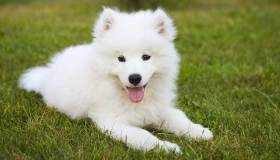 Il cucciolo di cane: consigli, idee e suggerimenti per gestirlo al meglio