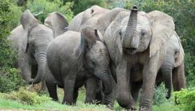 Nascere senza zanne per sfuggire ai bracconieri: la resilienza degli elefanti