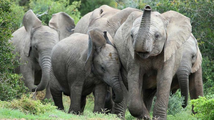 Nascere senza zanne per sfuggire ai bracconieri: la resilienza degli elefanti