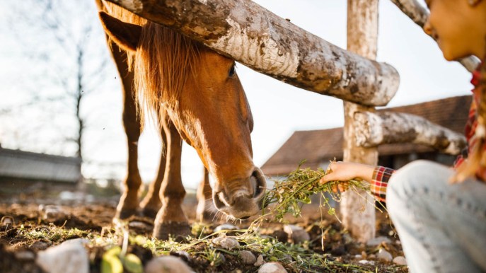 Rebecca e la sua fattoria: la storia di una tredicenne che salva gli animali