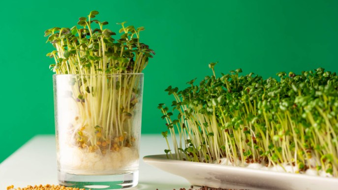 Come far germogliare semi e legumi in casa