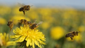 Giornata mondiale delle api: ecco perché sono così importanti per noi