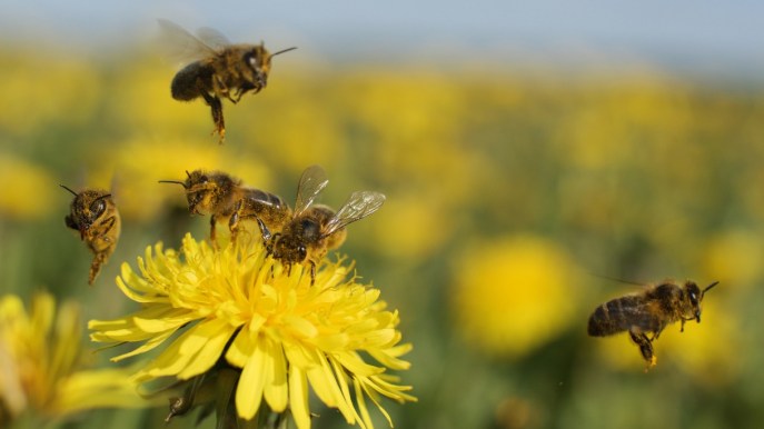 Giornata mondiale delle api: ecco perché sono così importanti per noi