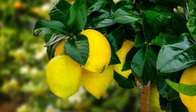 Come far germogliare e piantare i semi di limone