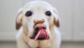 L’educazione tramite il rinforzo positivo: cos’è e come funziona