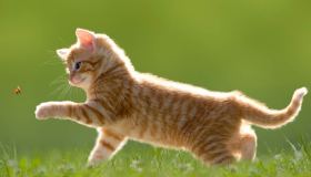 Profilassi stagionale nel gatto