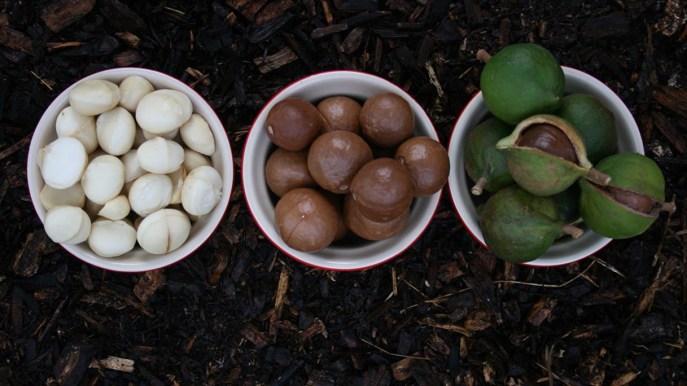 Olio di macadamia: ecco perché dovresti aggiungerlo alla tua routine di bellezza