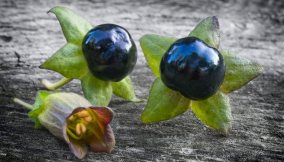 Atropa belladonna