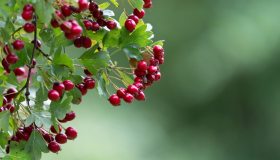 Biancospino: a cosa serve, benefici e controindicazioni