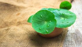 Centella asiatica: proprietà, benefici e controindicazioni