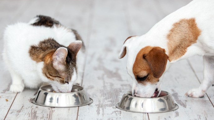 Freskissimo, l’innovativo pet food monoproteico per cani e gatti