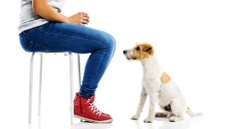 I comandi “seduto” e “terra”: come insegnarli al cane