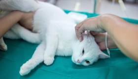 Sterilizzazione e castrazione