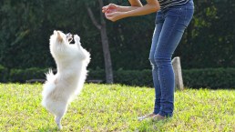 L’importanza del richiamo e come insegnarlo al cane
