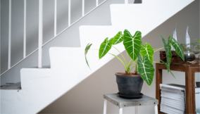 piante-tropicali -da-interno