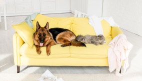 proteggere il divano da cani e gatti
