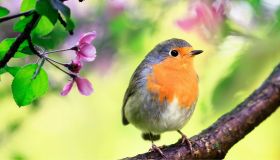 Rinascita, speranza, forza: il significato spirituale del pettirosso